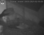 Capi_Dubne_20250518_025503.jpg