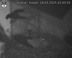 Capi_Dubne_20250518_030502.jpg