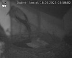 Capi_Dubne_20250518_035002.jpg