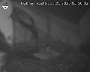 Capi_Dubne_20250518_035002.jpg (1350 x 1080)