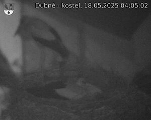 Capi_Dubne_20250518_040502.jpg (1350 x 1080)