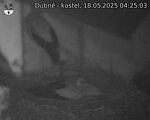 Capi_Dubne_20250518_042503.jpg