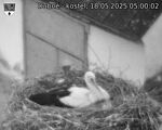 Capi_Dubne_20250518_050002.jpg