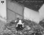 Capi_Dubne_20250518_051502.jpg