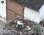 Capi_Dubne_20250518_052002.jpg