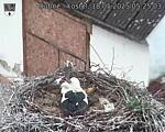Capi_Dubne_20250518_052503.jpg