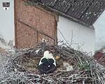 Capi_Dubne_20250518_053002.jpg