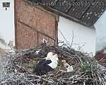 Capi_Dubne_20250518_054003.jpg