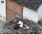 Capi_Dubne_20250518_055003.jpg