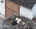 Capi_Dubne_20250518_060003.jpg