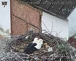 Capi_Dubne_20250518_060503.jpg
