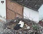 Capi_Dubne_20250518_061002.jpg