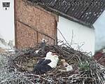 Capi_Dubne_20250518_062002.jpg