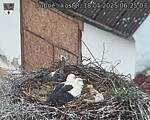 Capi_Dubne_20250518_062503.jpg