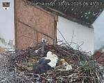 Capi_Dubne_20250518_064503.jpg