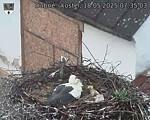 Capi_Dubne_20250518_073503.jpg