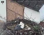 Capi_Dubne_20250518_074002.jpg