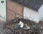 Capi_Dubne_20250518_074503.jpg