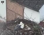 Capi_Dubne_20250518_080003.jpg