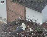 Capi_Dubne_20250518_080502.jpg