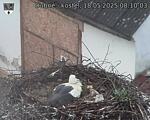Capi_Dubne_20250518_081003.jpg