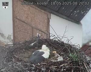 Capi_Dubne_20250518_082002.jpg (1350 x 1080)