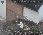 Capi_Dubne_20250518_083002.jpg