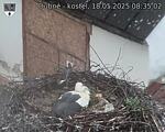 Capi_Dubne_20250518_083502.jpg