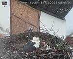 Capi_Dubne_20250518_084503.jpg