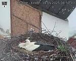 Capi_Dubne_20250518_085003.jpg