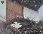 Capi_Dubne_20250518_085503.jpg