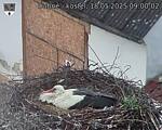 Capi_Dubne_20250518_090002.jpg