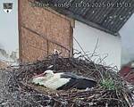 Capi_Dubne_20250518_091503.jpg