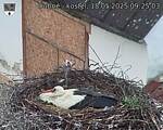 Capi_Dubne_20250518_092503.jpg