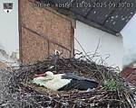 Capi_Dubne_20250518_093003.jpg