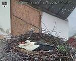 Capi_Dubne_20250518_093503.jpg