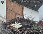 Capi_Dubne_20250518_094003.jpg