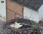 Capi_Dubne_20250518_100503.jpg