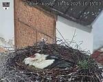Capi_Dubne_20250518_101503.jpg