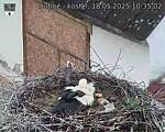 Capi_Dubne_20250518_103502.jpg