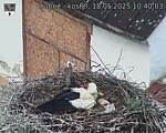 Capi_Dubne_20250518_104003.jpg