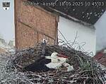 Capi_Dubne_20250518_104503.jpg