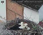 Capi_Dubne_20250518_105003.jpg