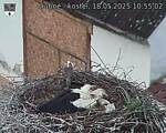 Capi_Dubne_20250518_105502.jpg