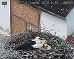 Capi_Dubne_20250518_110003.jpg