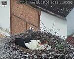 Capi_Dubne_20250518_110502.jpg