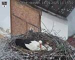 Capi_Dubne_20250518_111502.jpg