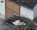 Capi_Dubne_20250518_112002.jpg