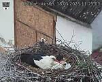 Capi_Dubne_20250518_112503.jpg