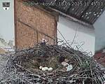 Capi_Dubne_20250518_114503.jpg